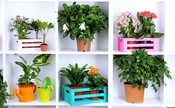 Beautiful flowers in pots on white shelves close-up — Stock Photo, Image