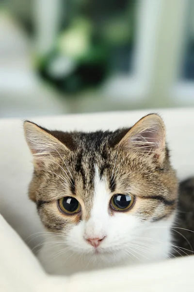 Cat on basket on wooden table on window background — Stock Photo, Image