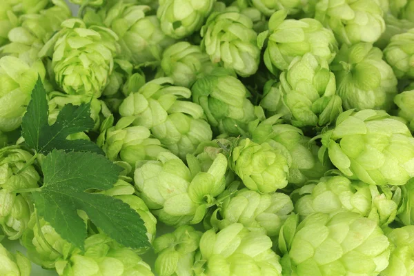 Frischer grüner Hopfen aus nächster Nähe — Stockfoto