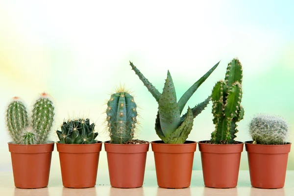 Collectie van cactussen op houten tafel — Stockfoto