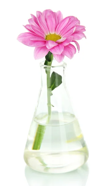 Flower in test-tube isolated on white — Stock Photo, Image
