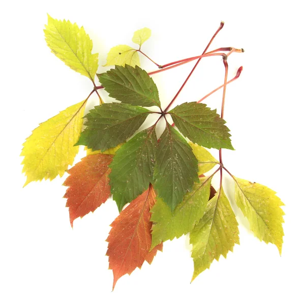 Beautiful autumn leaves isolated on white — Stock Photo, Image