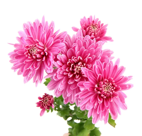 Pink autumn chrysanthemum isolated on white — Stock Photo, Image