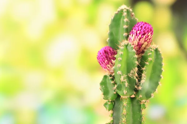 Cactus con flor, sobre fondo de naturaleza verde — Foto de Stock