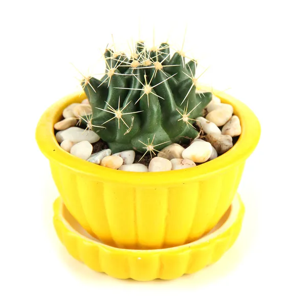 Cactus en pot de fleurs, isolé sur blanc — Photo