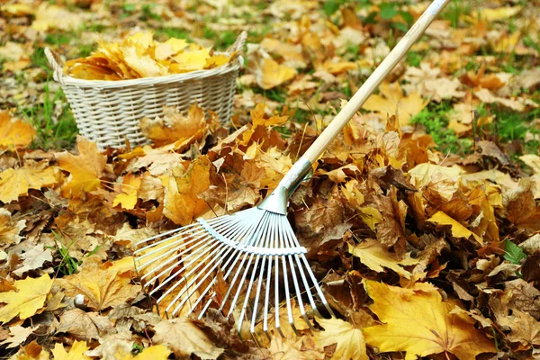 Cleaning of autumn leaves on a green lawn — Stock Photo, Image