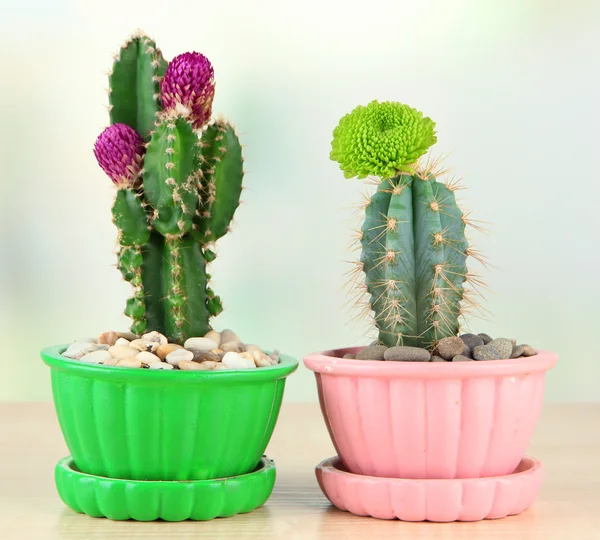 Cactuses in flowerpots with flowers, on wooden table — Stock Photo, Image