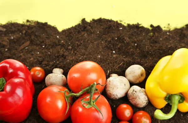 Groenten op grond op kleur achtergrond — Stockfoto