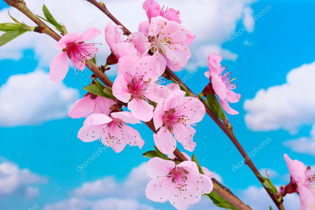 青い空を背景に美しいピンクの桃の花 ストック写真 C Belchonock