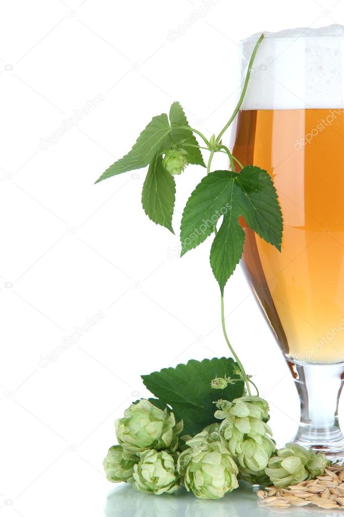 Glass of beer and hops, isolated on white
