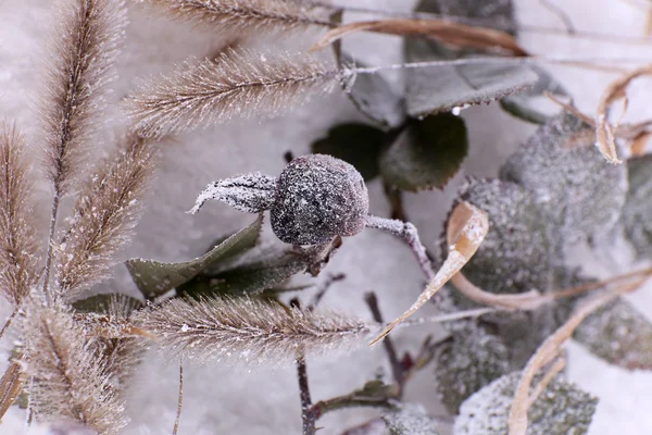 Frozen plants on snow close up