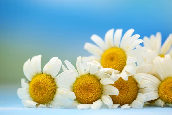 Beautiful wild camomiles, on blue background — Stock Photo, Image