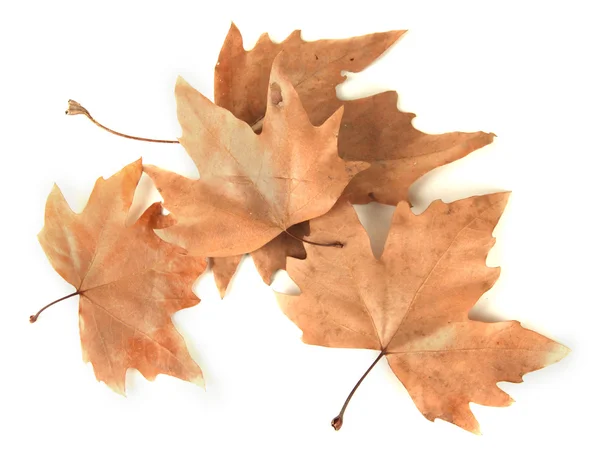 Dry maple leaves isolated on white — Stock Photo, Image