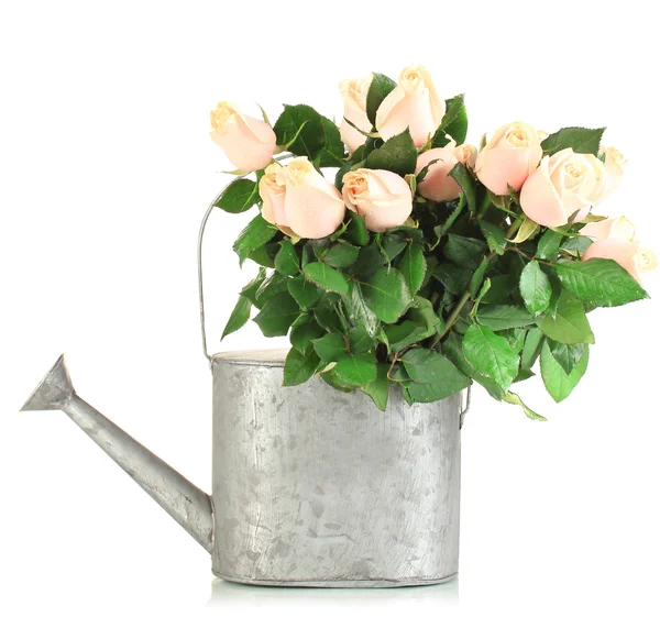 Beautiful bouquet of roses in watering can, isolated on white — Stock Photo, Image