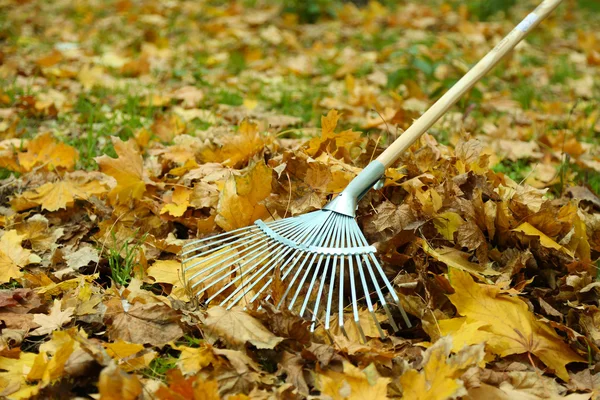 Herbstlaub auf dem grünen Rasen reinigen — Stockfoto