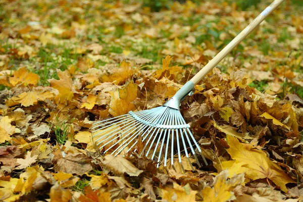 Cleaning of autumn leaves on a green lawn — Stock Photo, Image