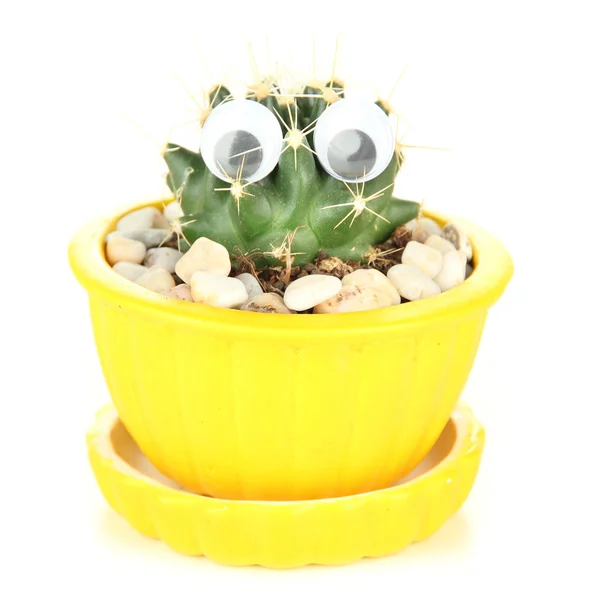 Cactus in flowerpot with funny eyes, isolated on white — Stock Photo, Image