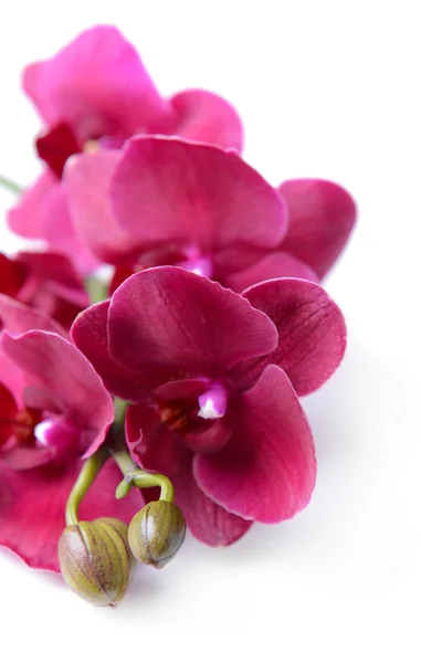 Bella orchidea fiorita isolata su bianco — Foto Stock