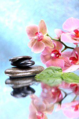 Güzel çiçek açan orkide su damlaları ve açık renk arka plan üzerinde spa taşlar ile kompozisyon