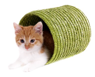 küçük kedi üzerinde beyaz izole hasır sepet