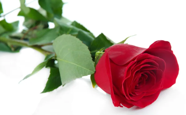 Red rose isolated on white — Stock Photo, Image