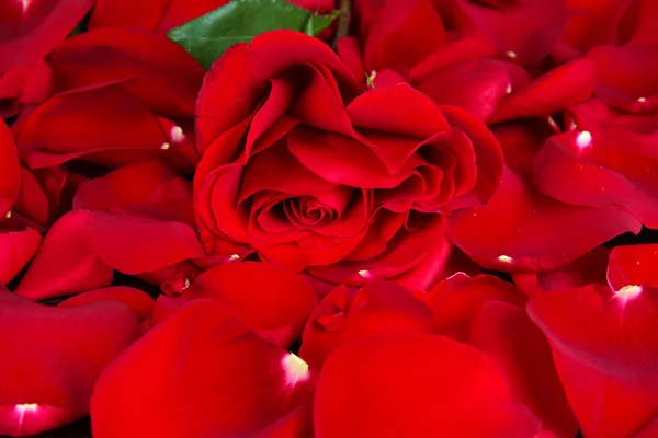 Rosa roja sobre pétalos fondo de cerca —  Fotos de Stock