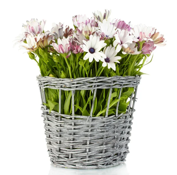 Buket hasır Vazoda beyaz izole güzel yaz çiçek — Stok fotoğraf