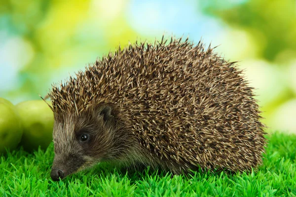 Hedgehog on grass, on green background — Stock Photo, Image