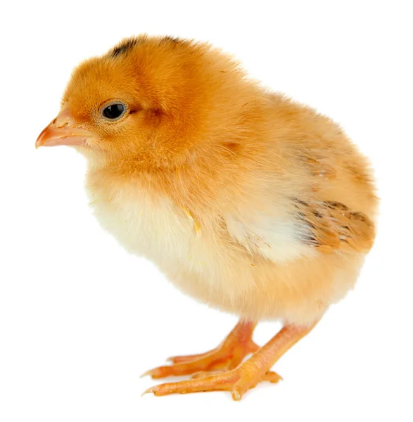 Μικρό κοτόπουλο απομονωμένο σε λευκό — Φωτογραφία Αρχείου