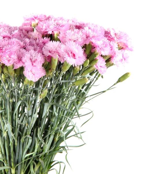 Muchos pequeños clavos rosados aislados en blanco — Foto de Stock