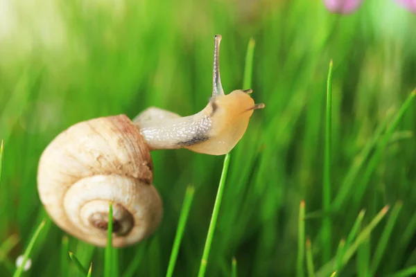 Beautiful snail on green grass, close up — Stock Photo, Image