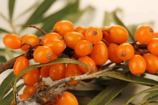Branch of sea buckthorn close up — Stock Photo, Image