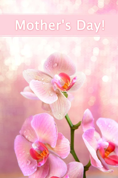 Beautiful blooming orchid on light color background — Stock Photo, Image