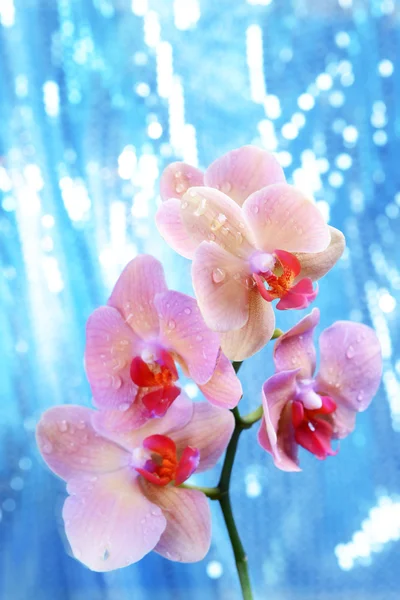 Orquídea florescente bonita em fundo brilhante — Fotografia de Stock