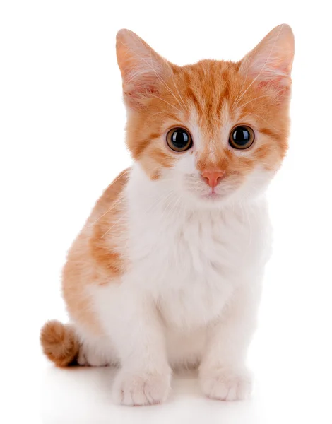 Pequeño gatito aislado en blanco —  Fotos de Stock