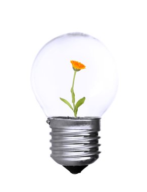 ampul beyaz izole içinde büyüyen çiçek