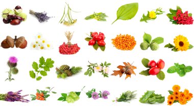 Collage of herbs and plants isolated on white