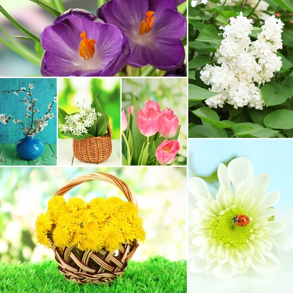 Wiosenne kwiaty kolaż — Zdjęcie stockowe