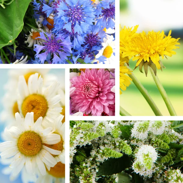 Wildflowers collage — Stock Photo, Image