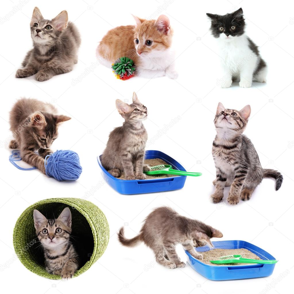 Collage of kittens and different stuff for them isolated on white