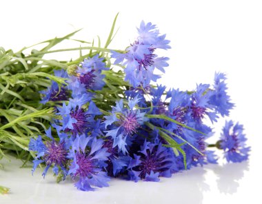 güzel beyaz izole Peygamber, buket