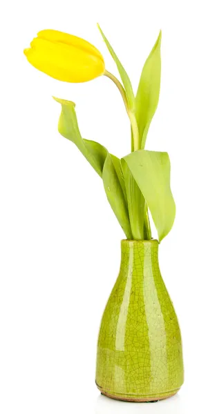 Yellow tulip in vase isolated on white — Stock Photo, Image