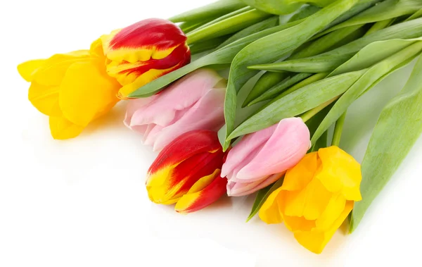 Beautiful tulips in bucket isolated on white — Stock Photo, Image
