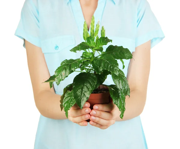 Beautiful flower in pot in hands of girl isolated on white — Stock Photo, Image