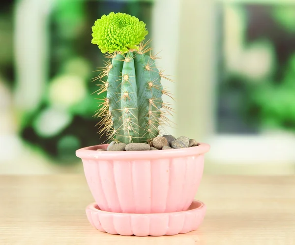 Cacto em vaso com flor, no peitoril da janela de madeira — Fotografia de Stock