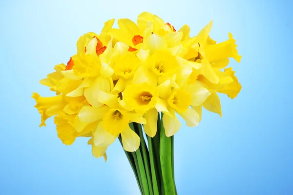 Hermosos narcisos amarillos sobre fondo azul — Foto de Stock