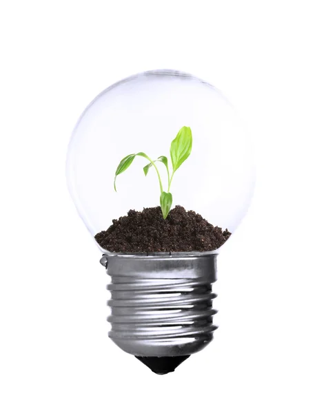 Zelená eco energetické koncepce. Rostlina roste uvnitř žárovka, izolované na bílém — Stock fotografie