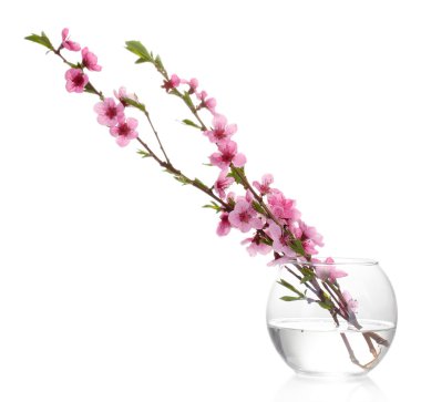Cam Vazoda beyaz izole güzel pembe şeftali çiçeği