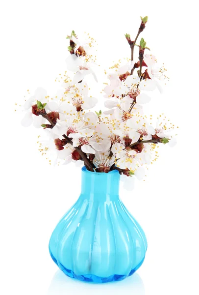 Vackra blommande grenar i vas isolerad på vit — Stockfoto