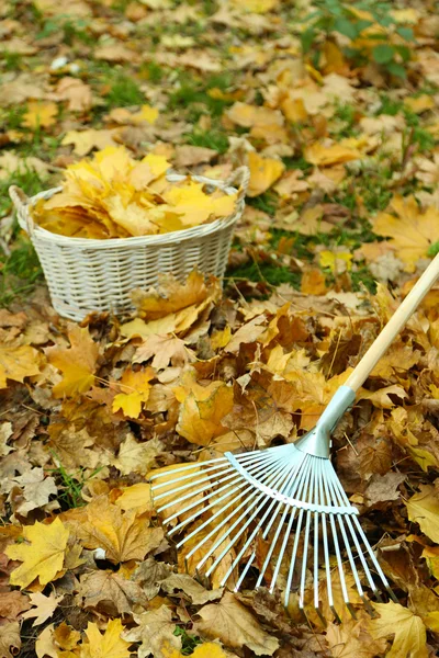 Pulizia di foglie di autunno su un prato verde — Foto Stock